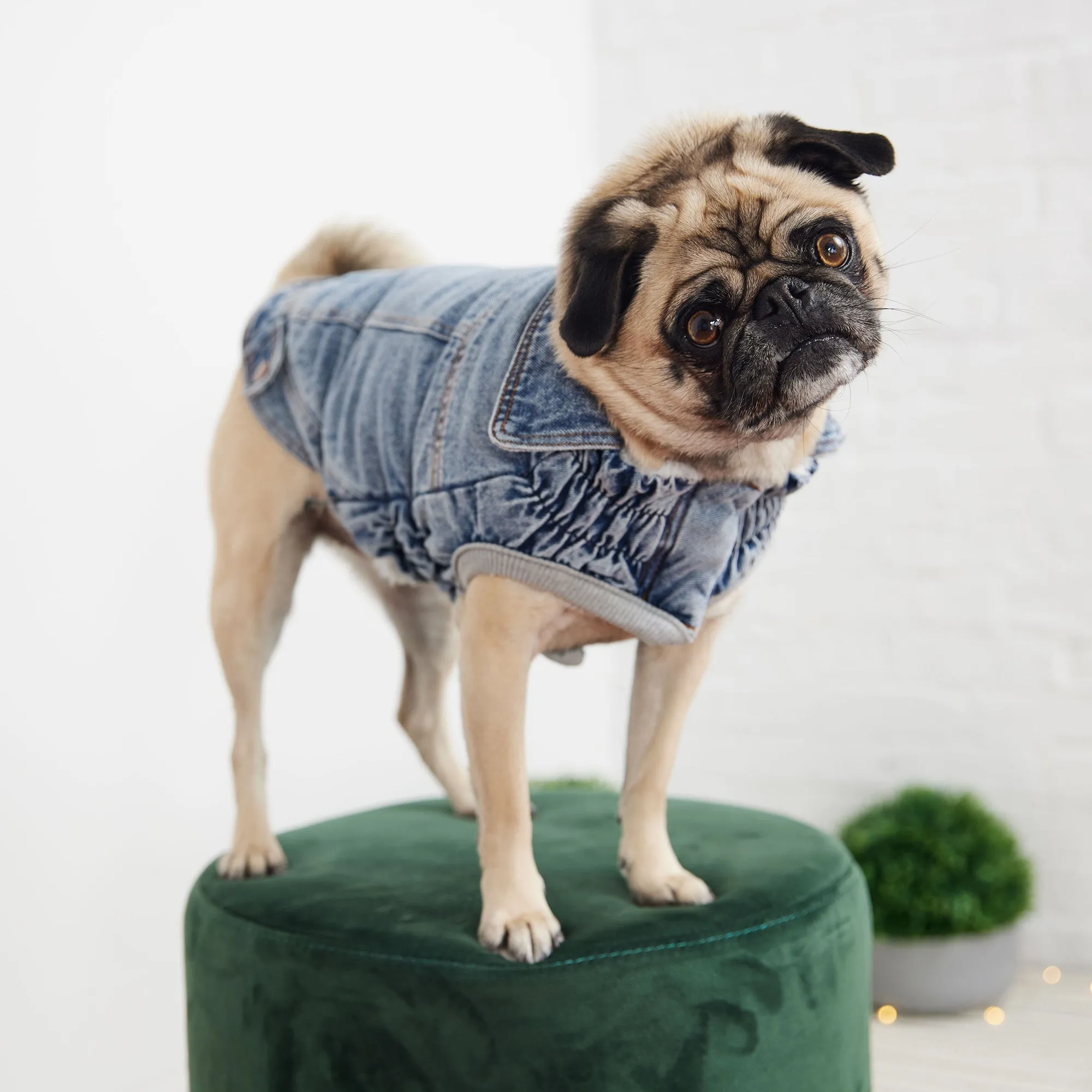Dog Denim Jacket - Light Wash